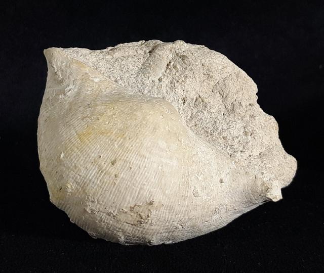 Gigantoproductus giganteus (MARTIN 1809) - Bild © FossNet FossilienStore